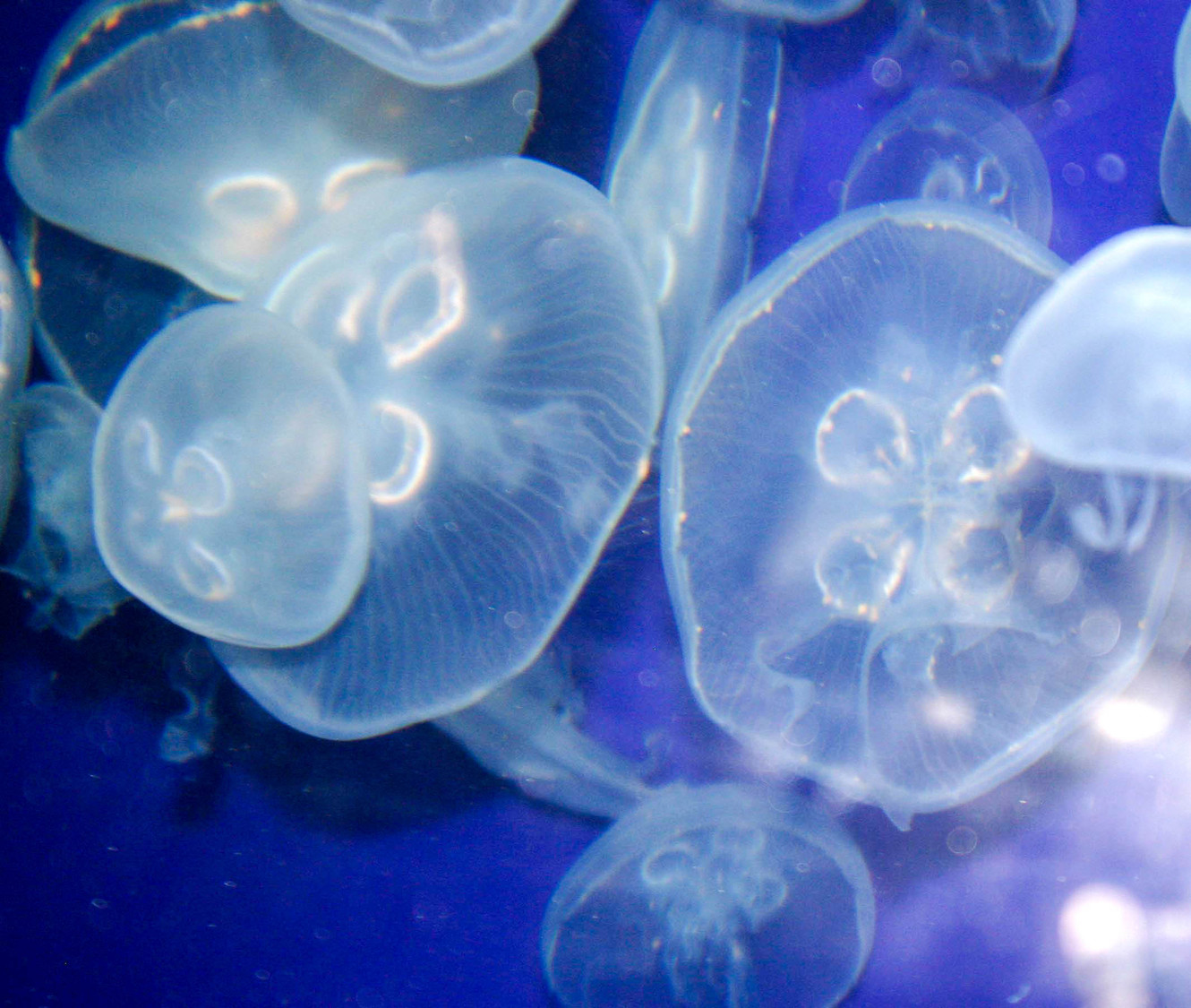 jellies in blue