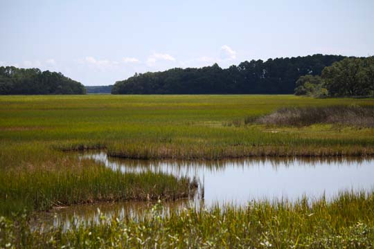 sc_the salt marsh_167