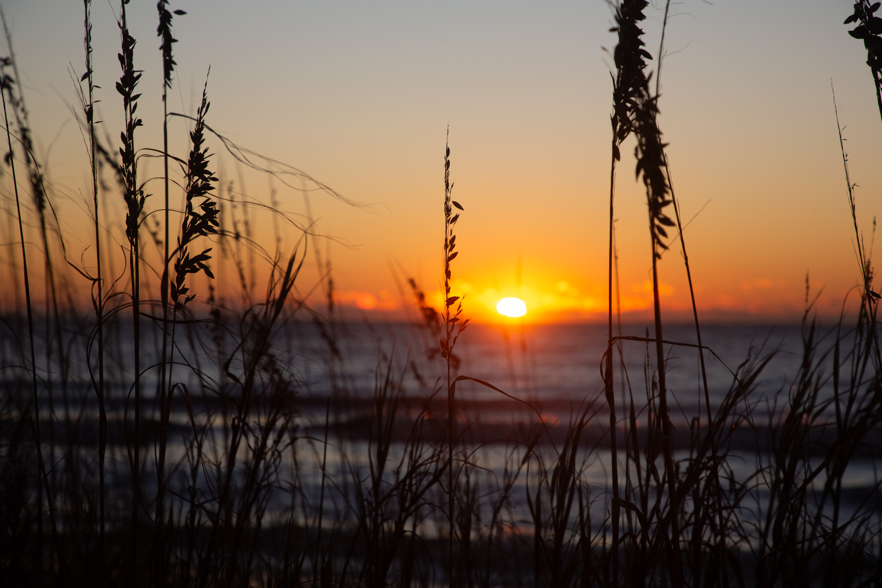 seaoats at Sunrise 0325