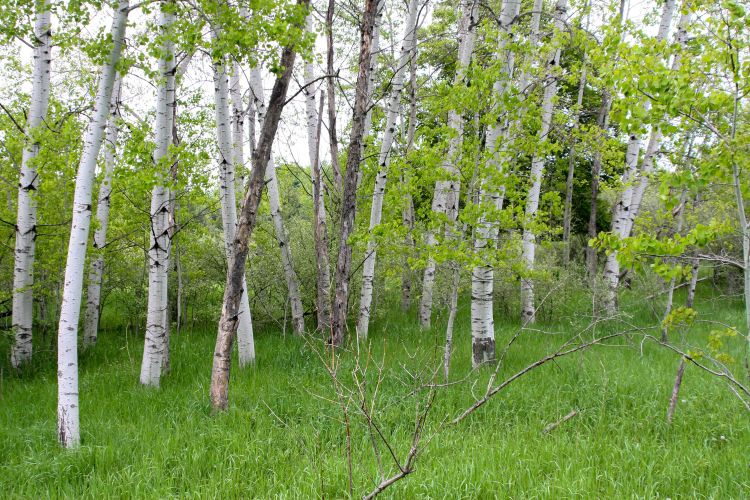 birch tree stand