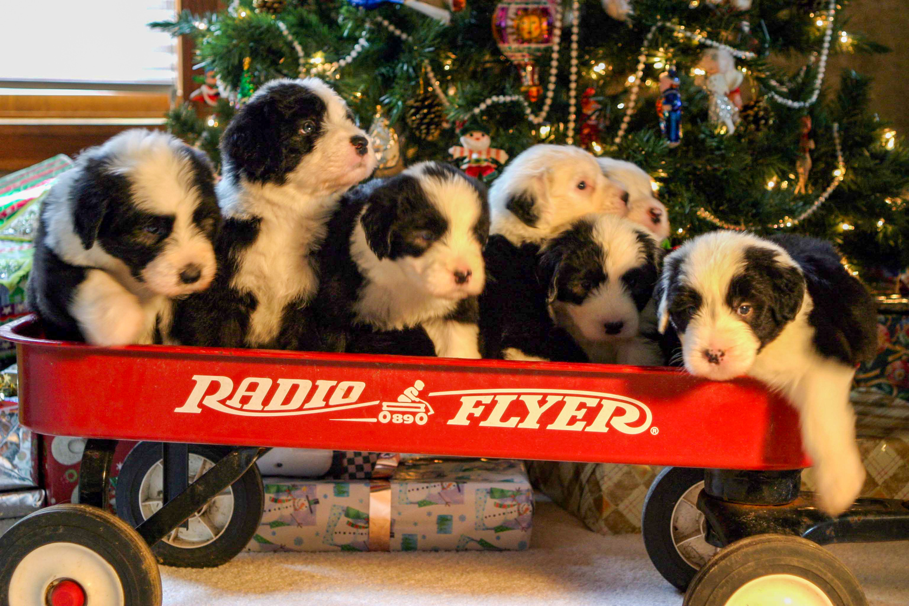 wagon full of puppies