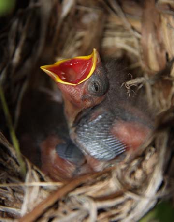 3_bi_baby bird_ 011