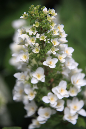 plants white yellow gallery