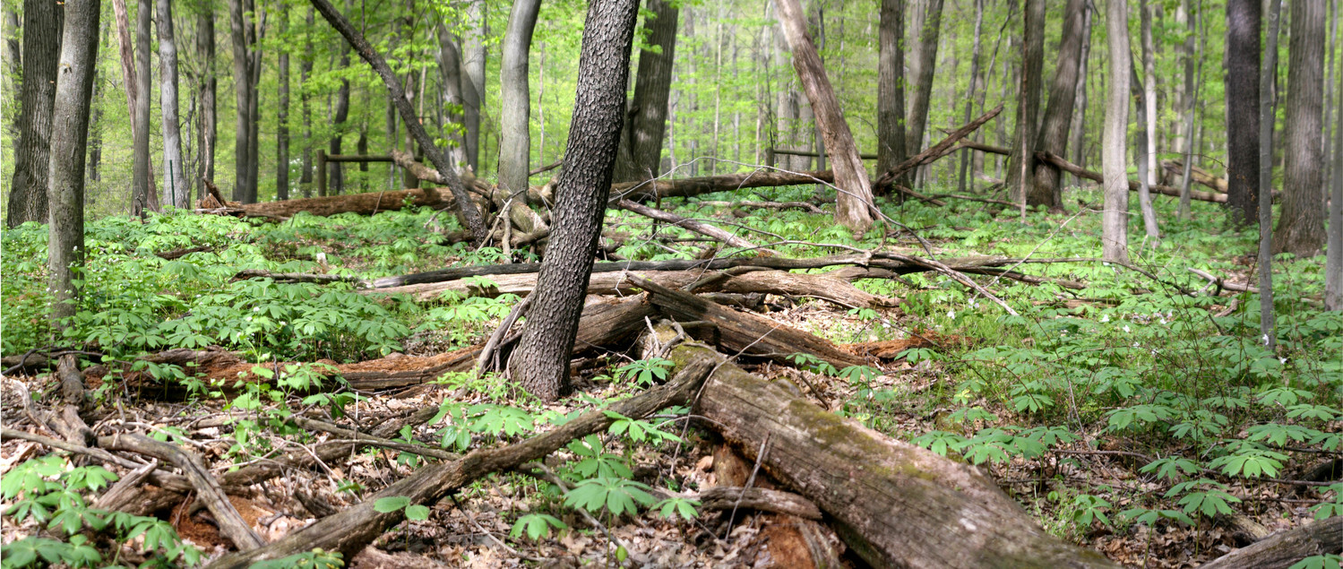 Binder park mayapples