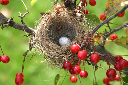 misc_Bird nest 3924