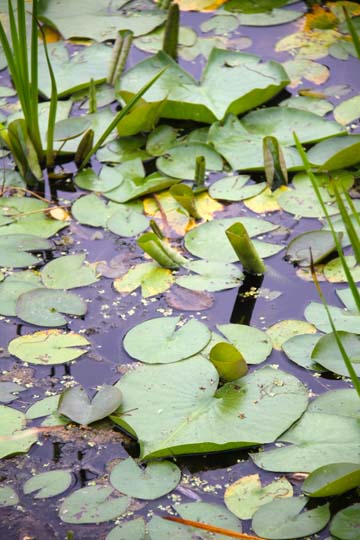 gr_Lake and the lily_ 014