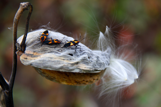 milkweed host_019