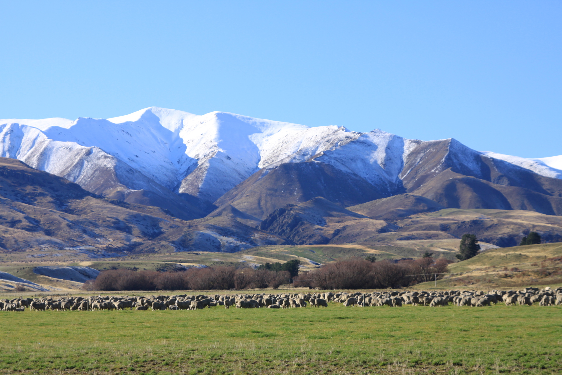 sheepfield in NZ