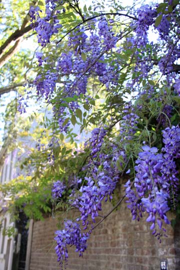 wisteria in Charleston