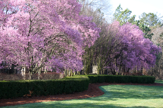 nc_Crape Myrtle in Bloom 044