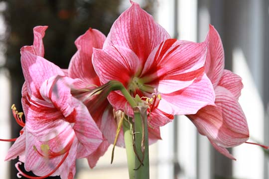 rd_amaryllis_077