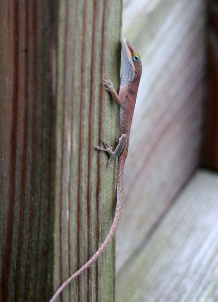 anole on the pole_123