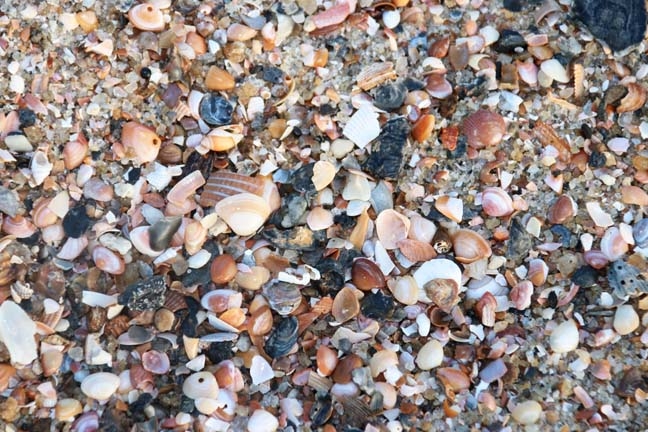 misc_tiny shells_063