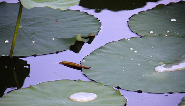 gr_P_Lily Pads 2_ 166