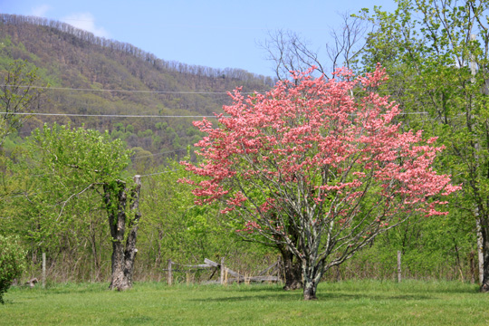 wv_pink tree_004