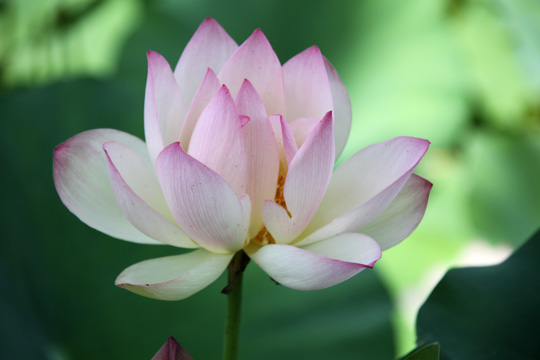 pin _lotus lily_093