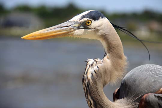 animal gallery- birds