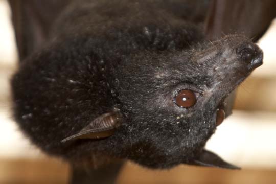 3_ba_Fruit Bat_2270