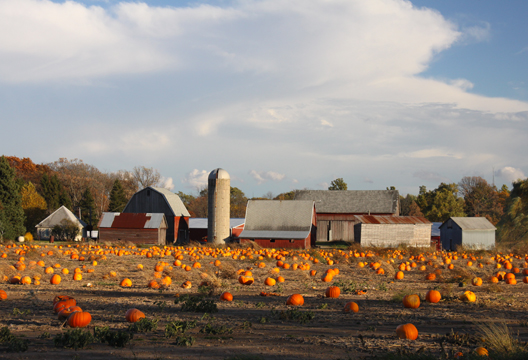 mi_Great Pumpkin Patch_0037