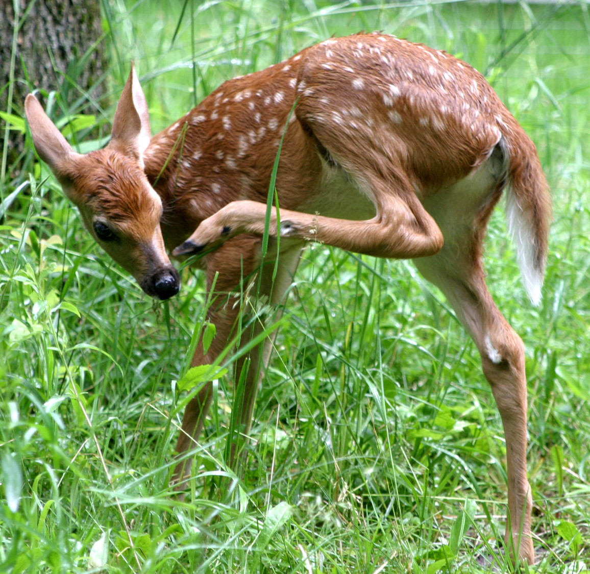 fawn