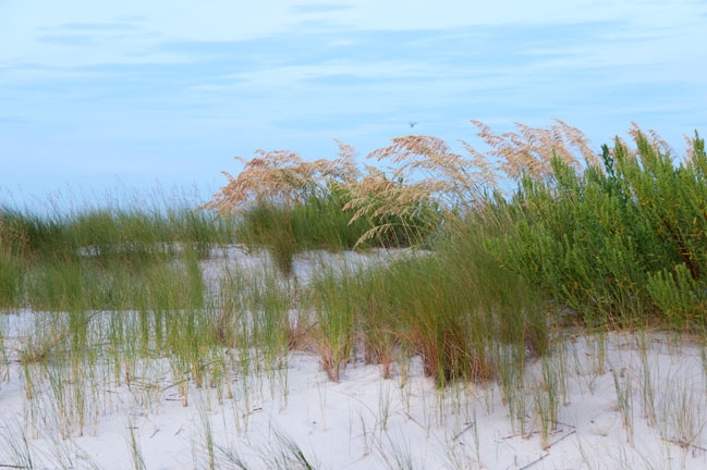 seaoats_045