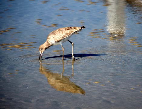 animal bird gallery