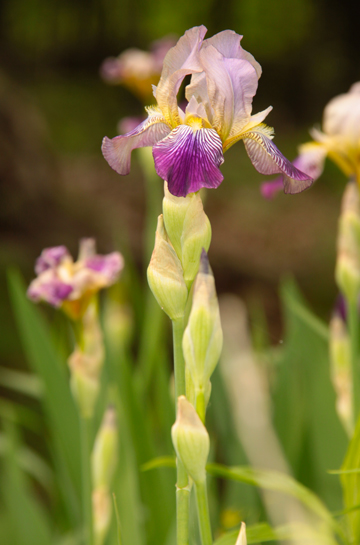 bpu_Marsh Iris_ 167