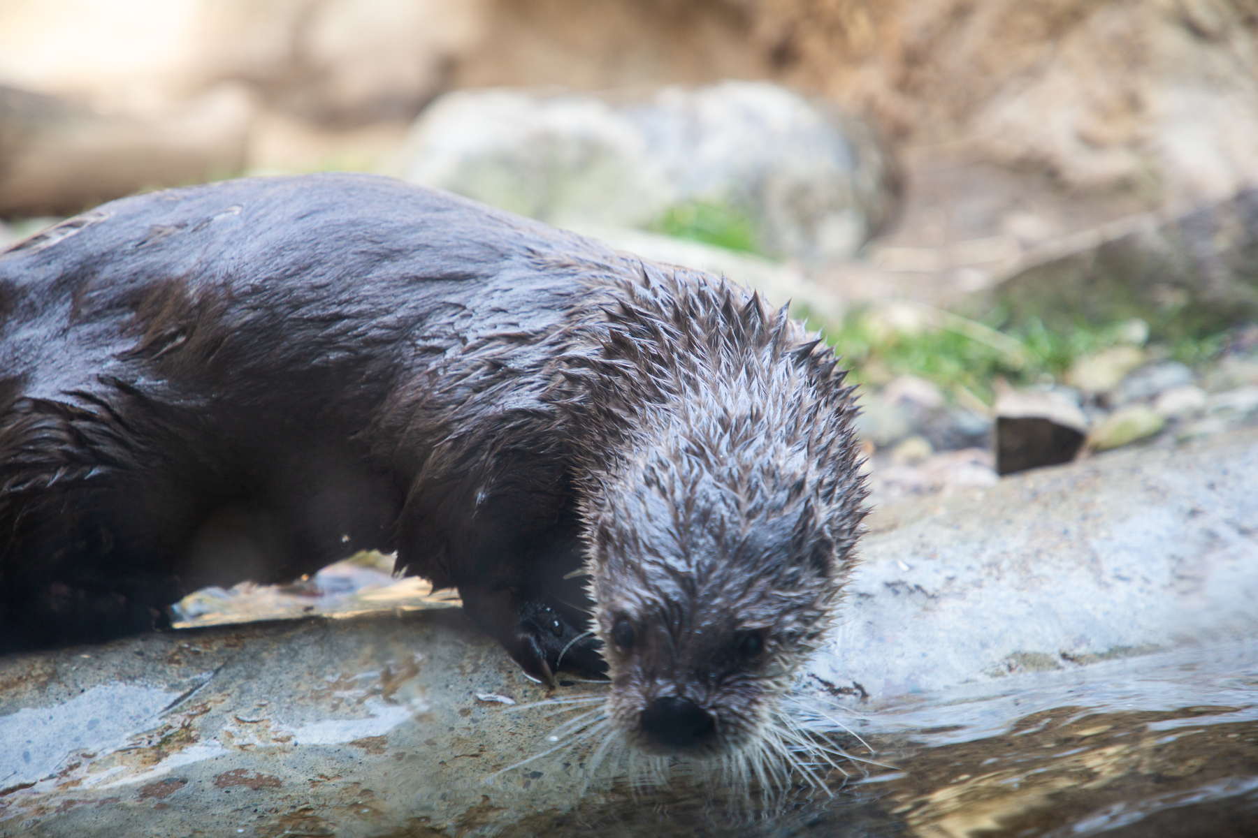 otter_0079