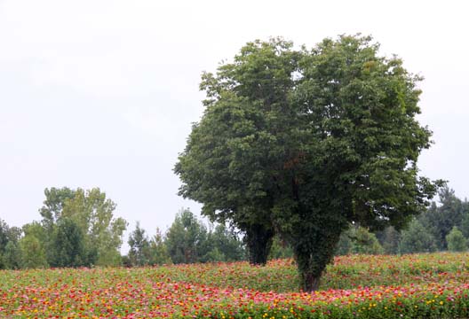 nc_Zinnea Field_074