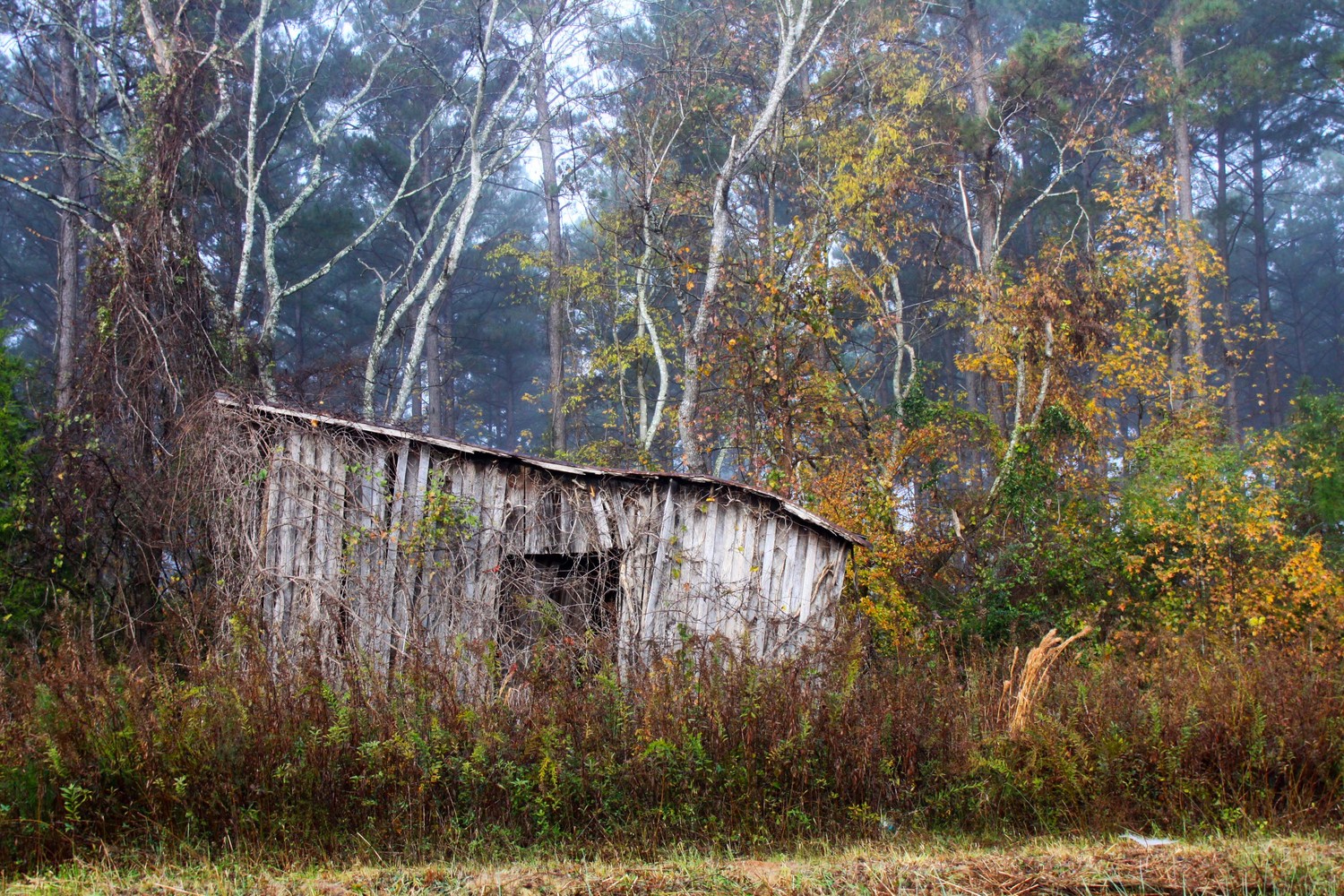 North Carolina lean to