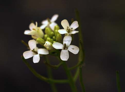 wh_White flowers.5841.