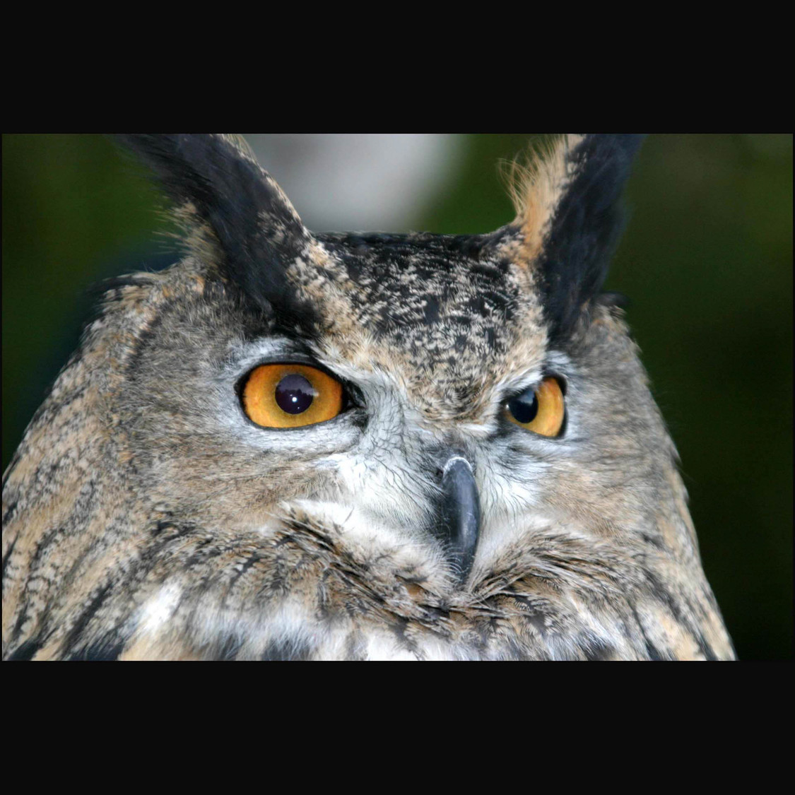 great horned