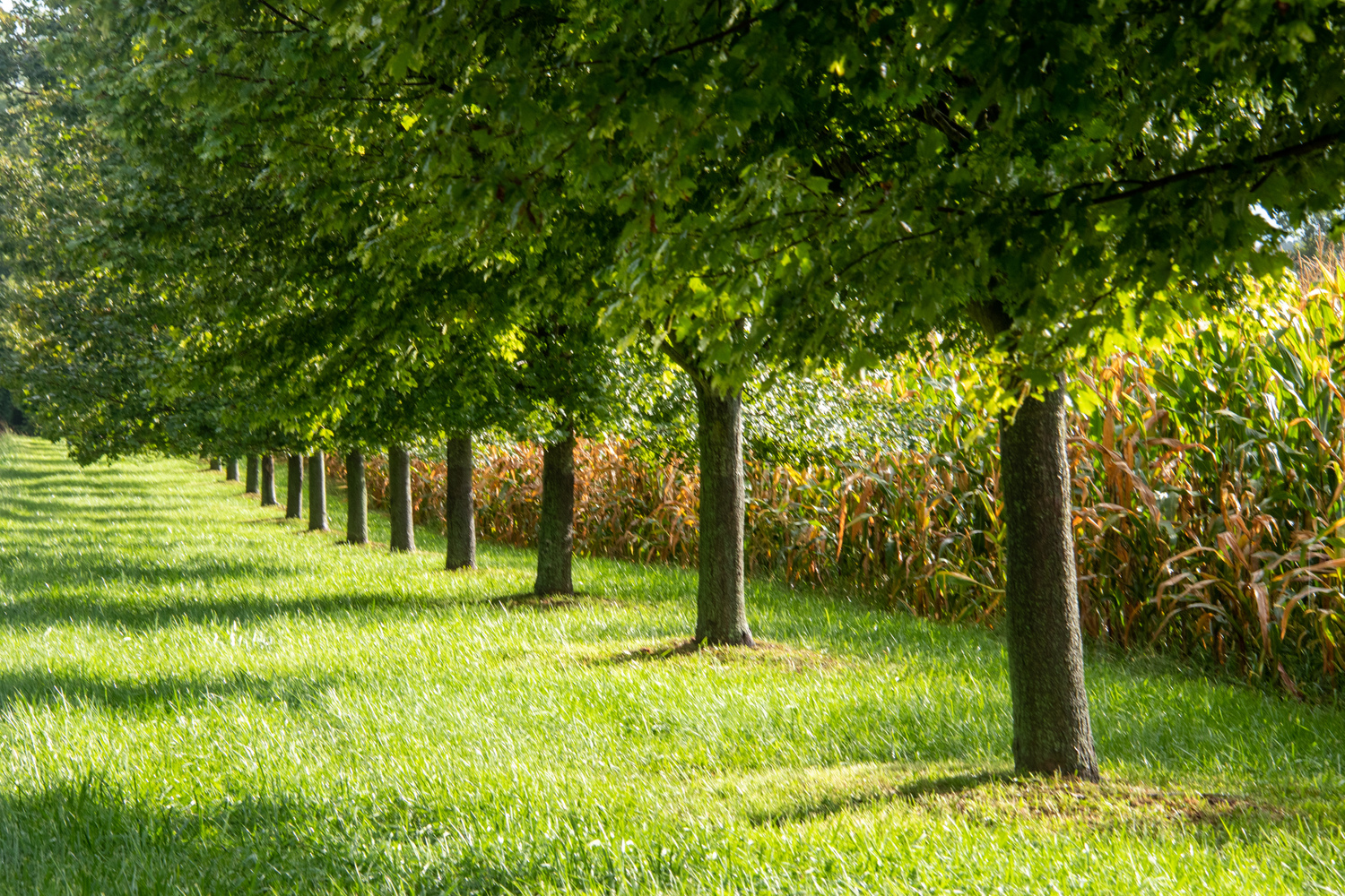 trees lined up