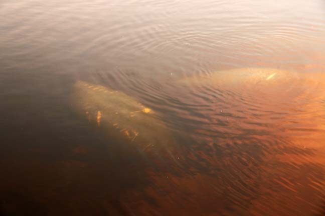 manatees_006