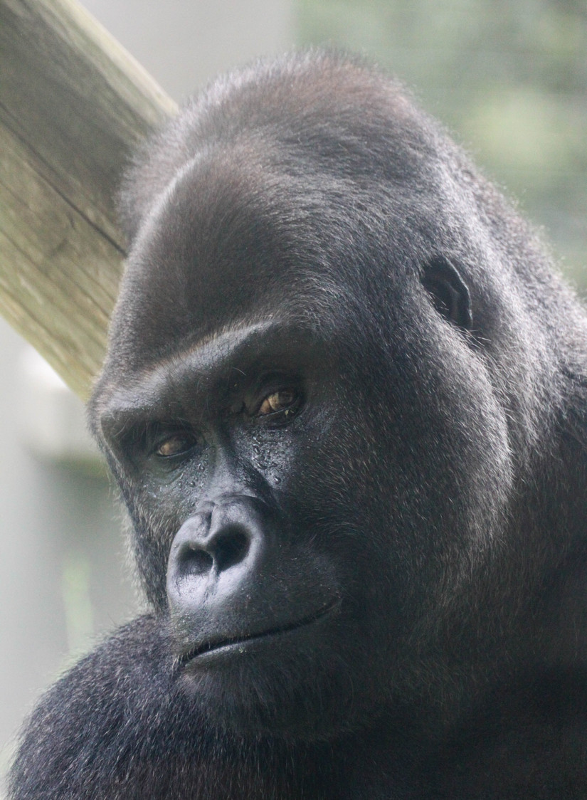 gorilla