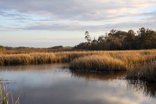 sc_marsh grasses 155