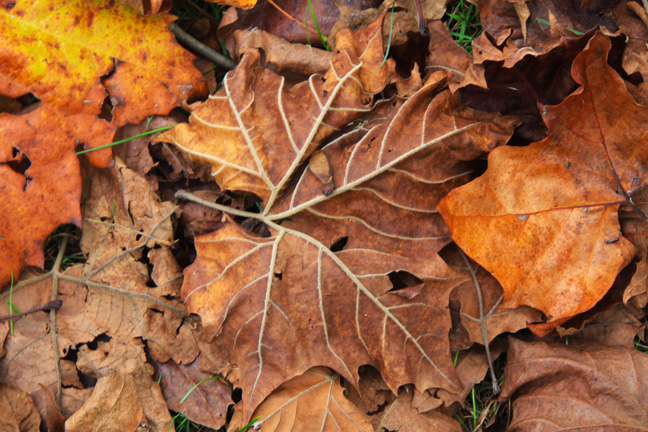 pile of leaves_053