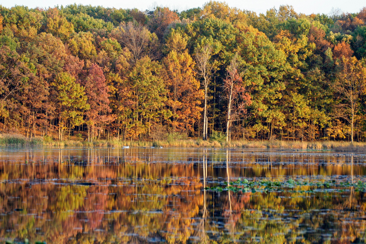 reflections waiting for the cranes