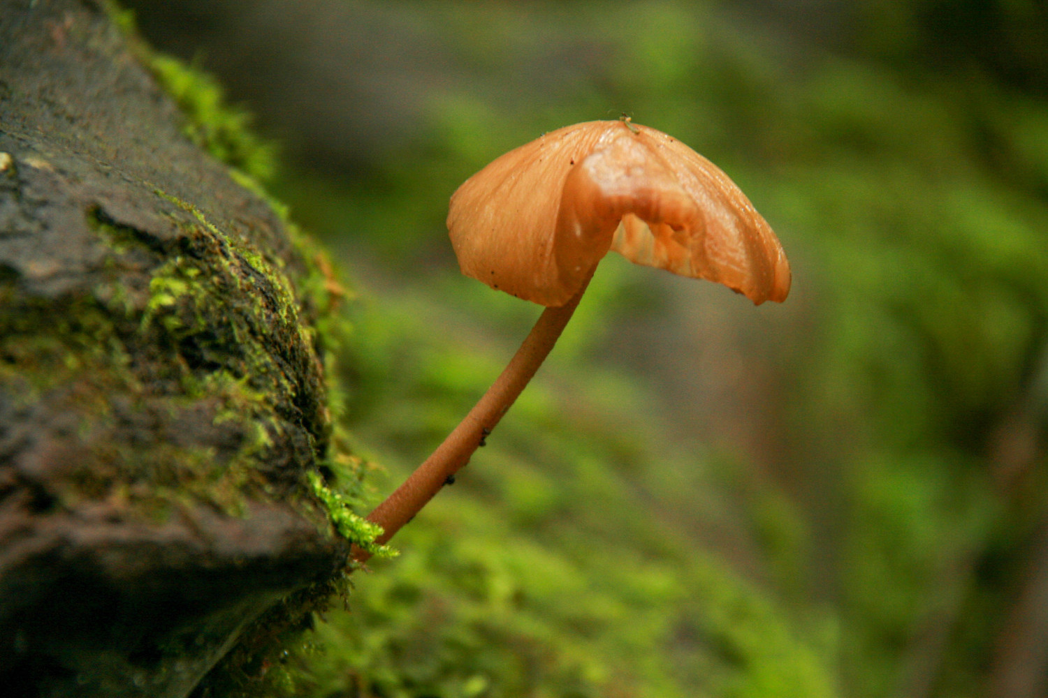 mushroom in the woods