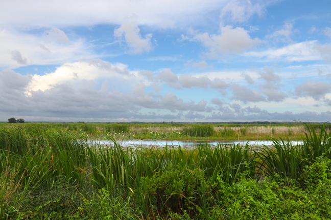 alligator alley clouds