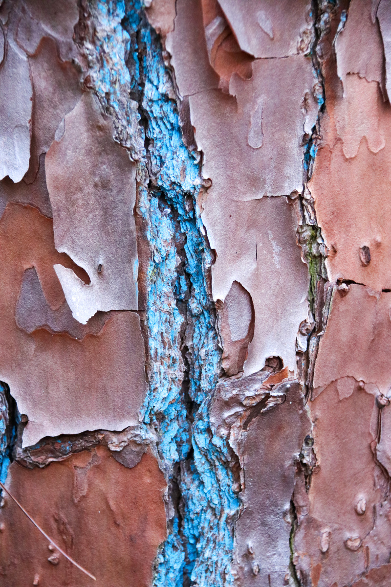 bark view