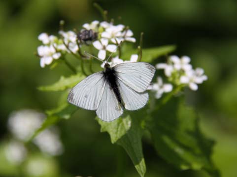 in_Pale Butterfly_ 044