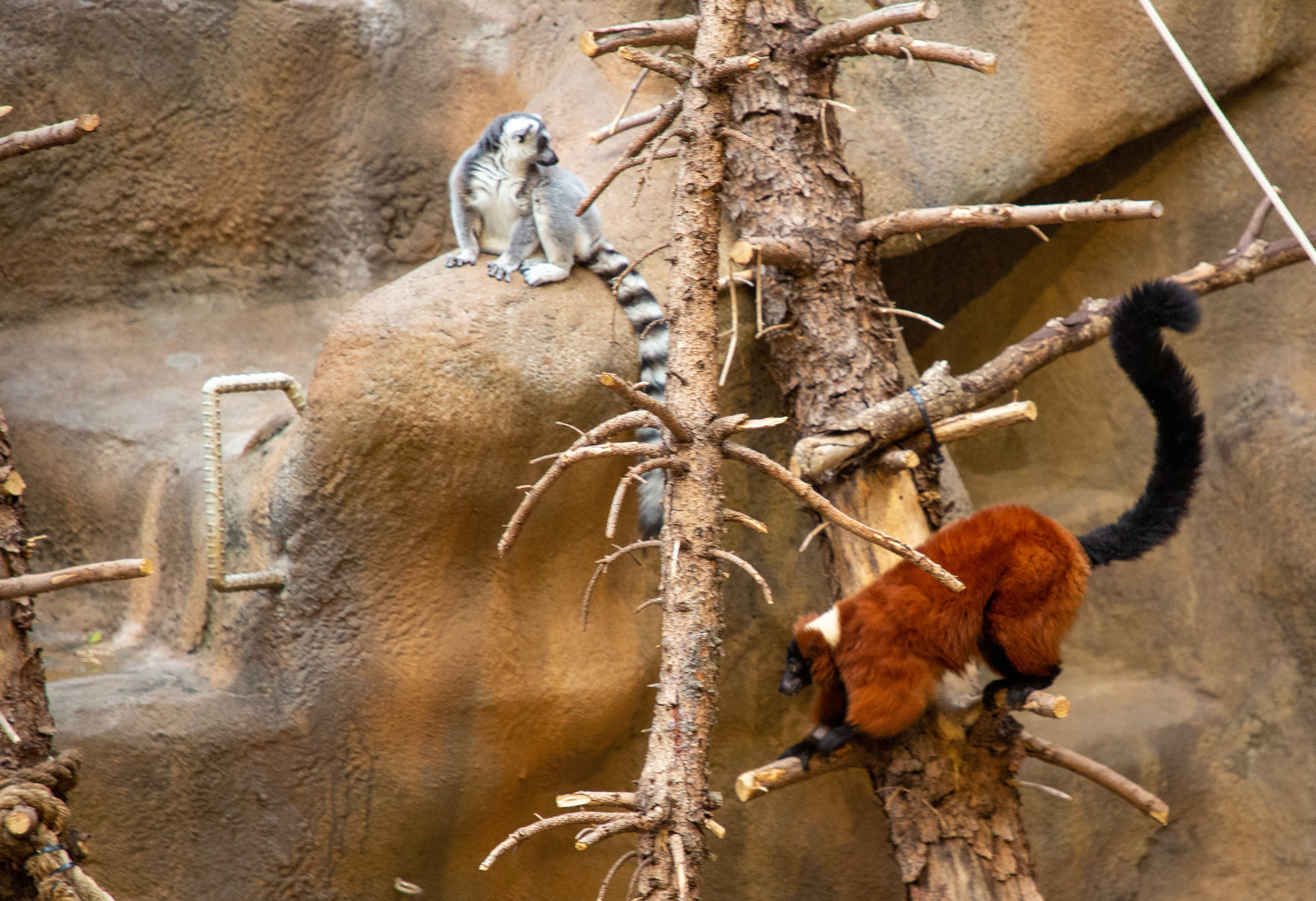 red lemur and a lemur