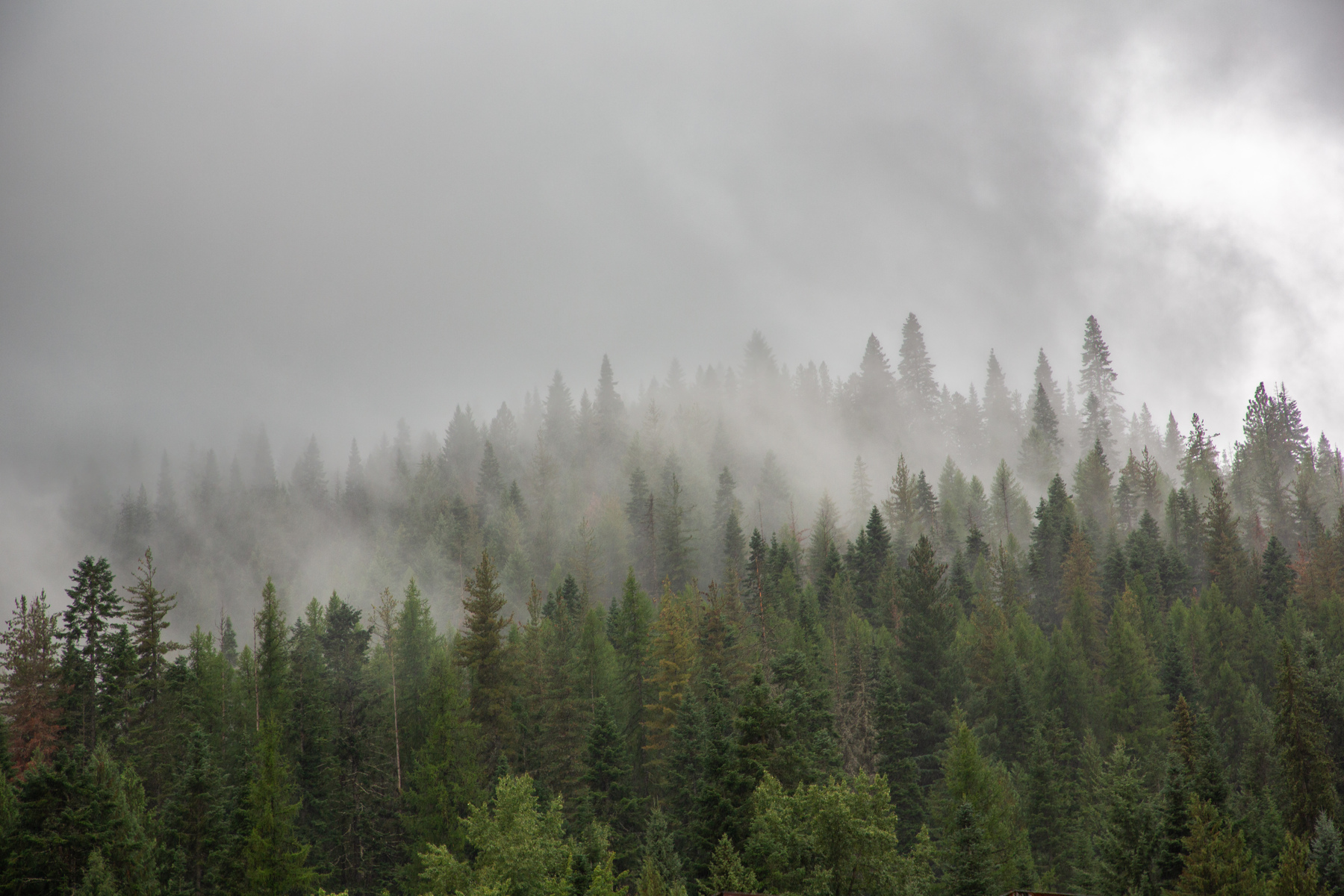 treetops in the rain