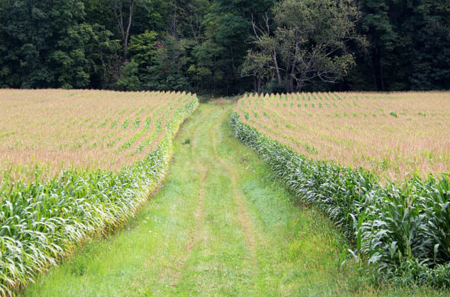 cornfield parted