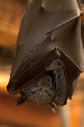 3_ba_Fruit Bat_2276