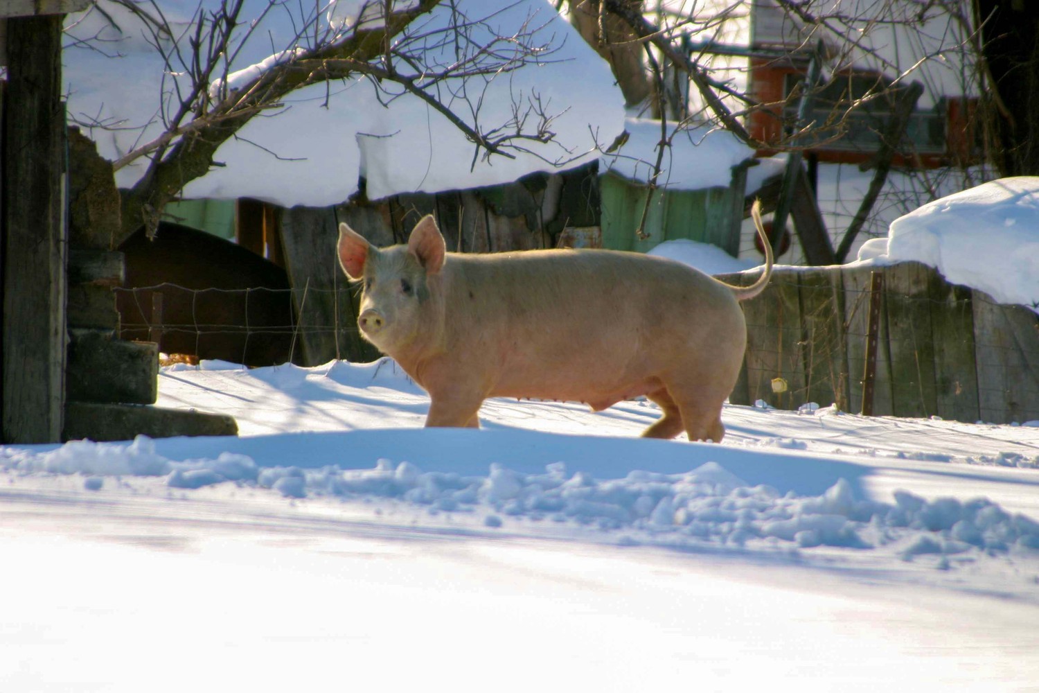 pig in the snow