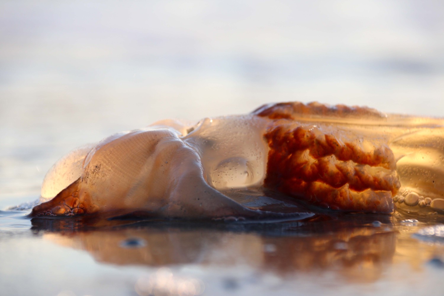 jelly on the beach