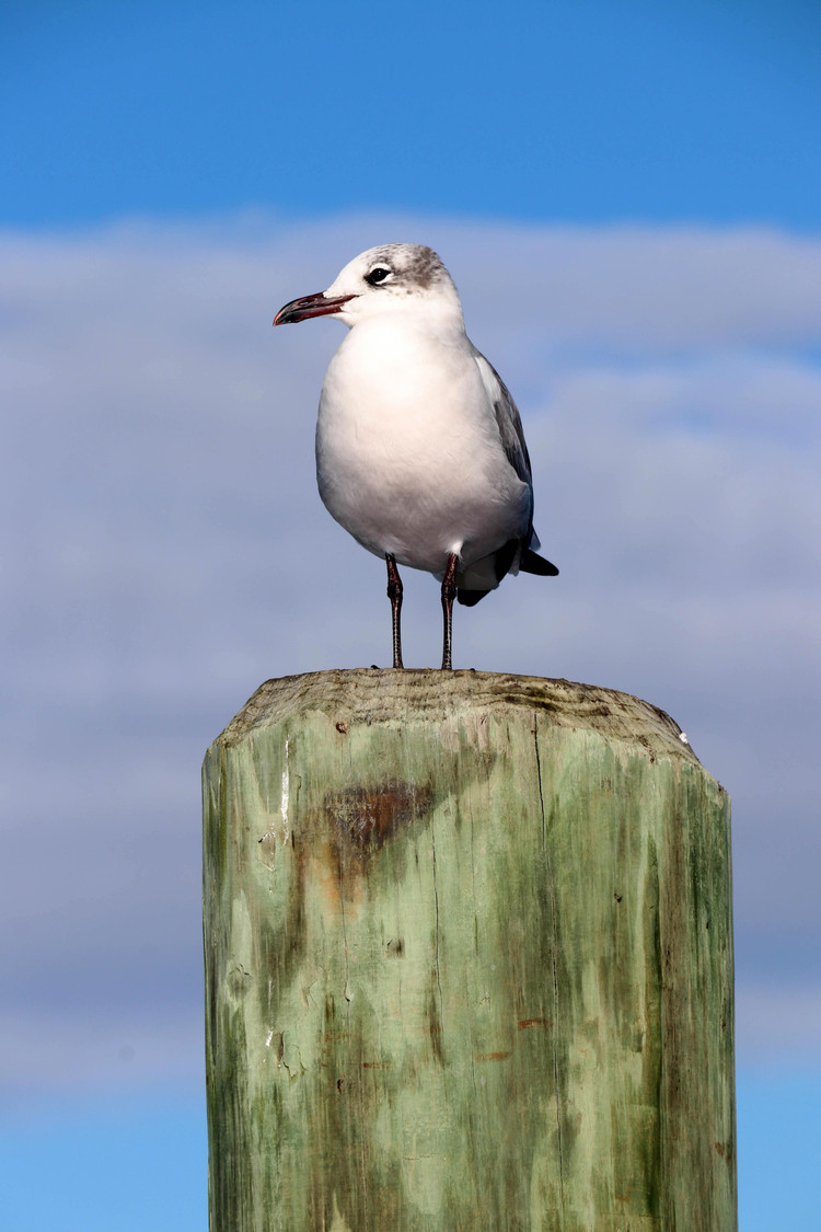 the seagul