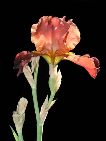 or_The sunlit Iris.